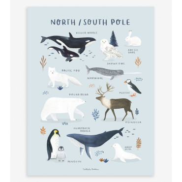 Affiche animaux de la banquise : orque, renne, ours polaire... Ils sont tous là !