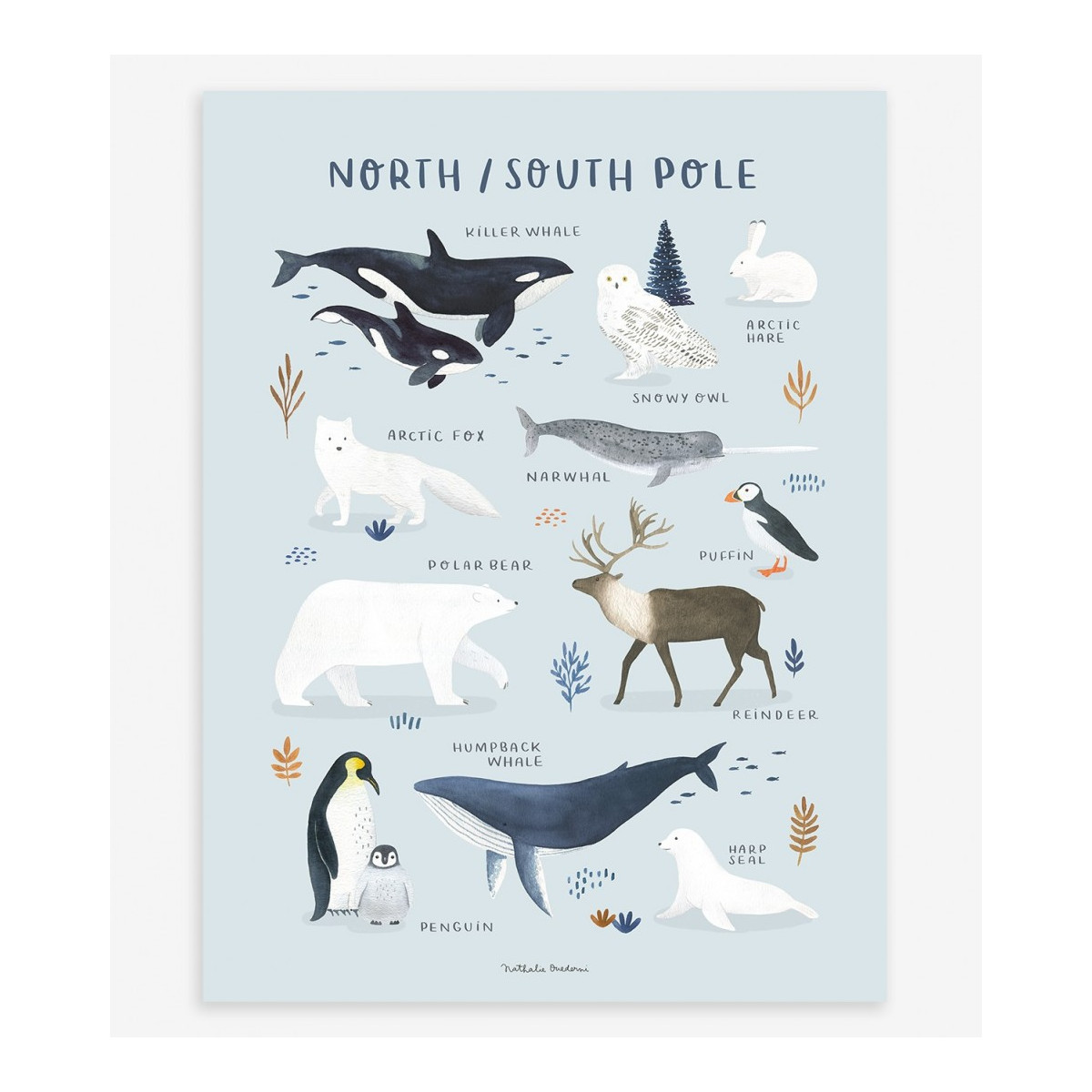 Affiche - Animaux Banquise Pôle Nord & Pôle Sud - 30 x 40 cm